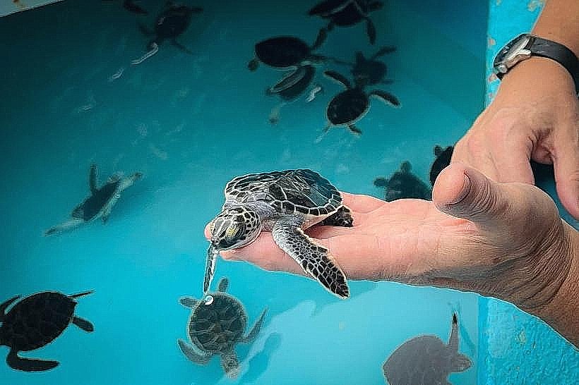 Turtle Visitor Centre