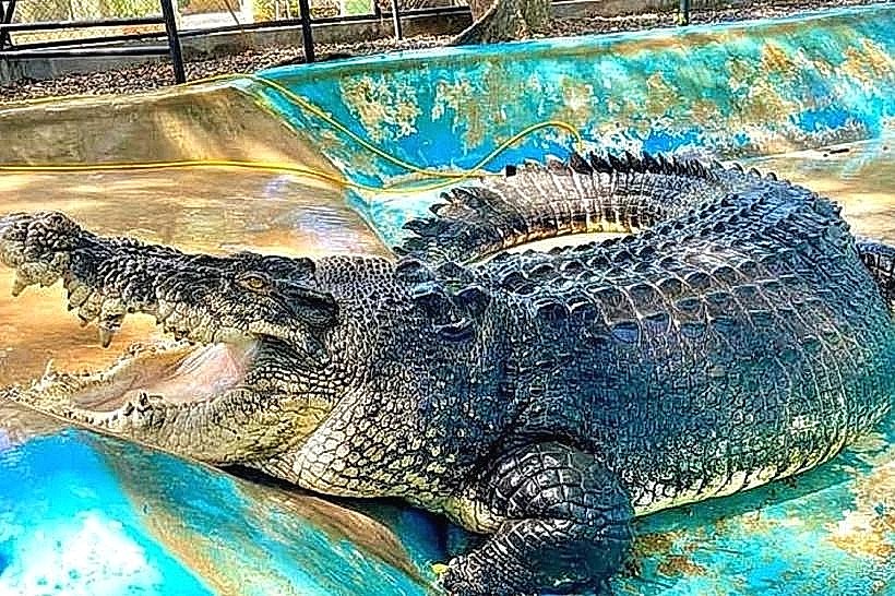 Davao Riverfront Crocodile Park & Zoo