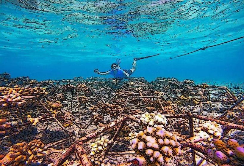 Maldives Coral Garden