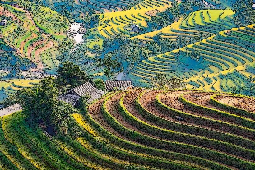 Hoang Su Phi Rice Terraces