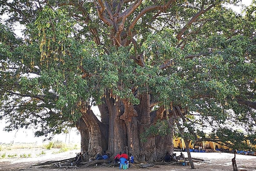 Fadial Giant Baobab