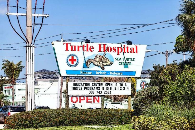 Marathon Turtle Hospital