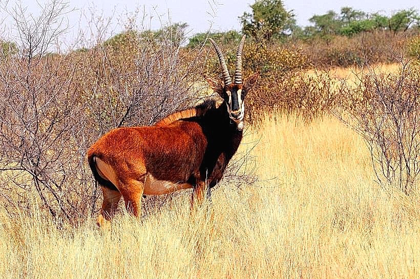 Cangandala National Park