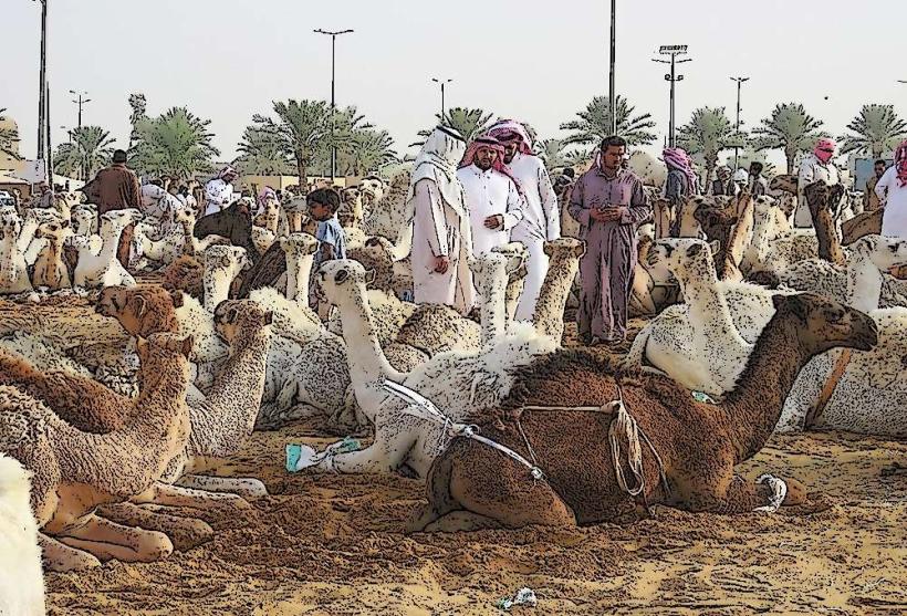 Kebili Camel Market