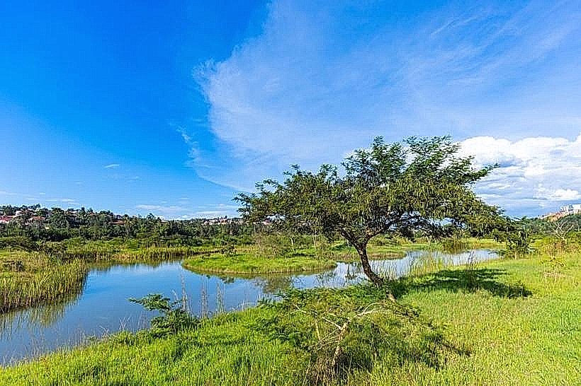Nyandungu Urban Wetland Eco-Tourism Park