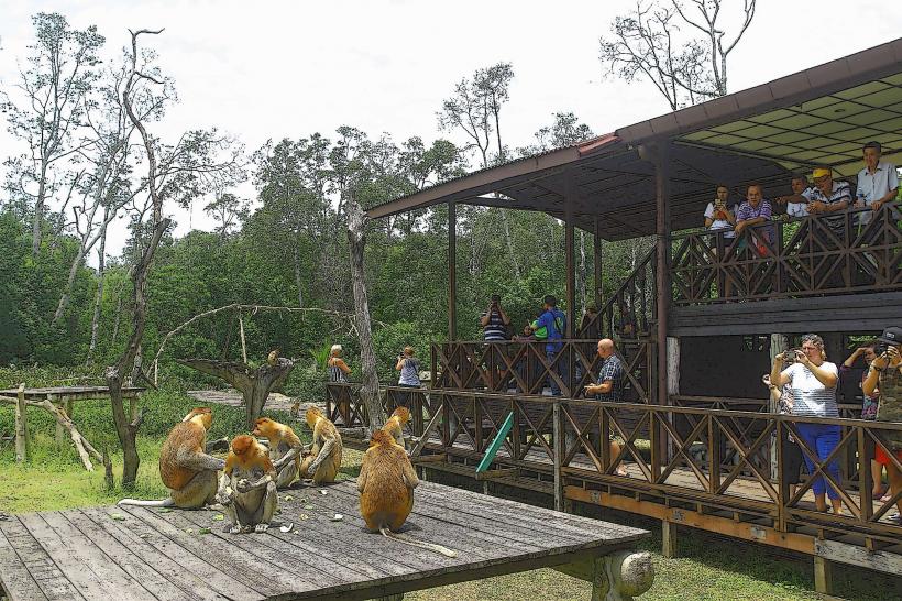 Labuk Bay Proboscis Monkey Sanctuary