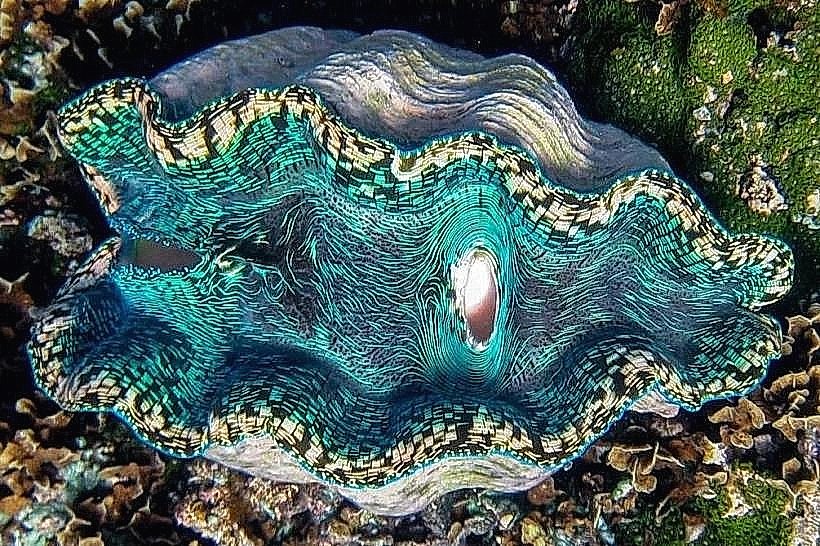 Giant Clam Sanctuary (Savaia)
