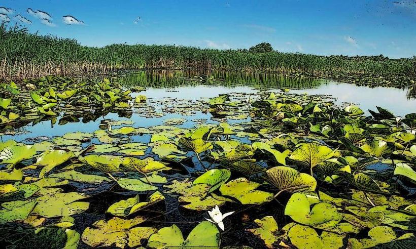 Lower Prut Nature Reserve