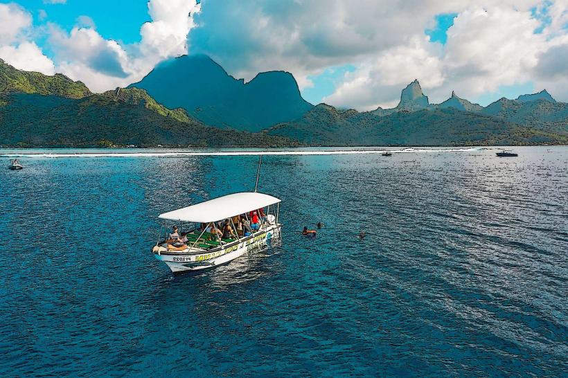 Dolphin and Whale Watching Tour