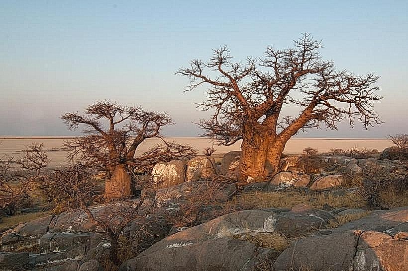 Wadi Hanna Baobab Trees
