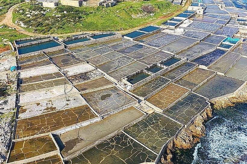 Anfeh Salt Marshes