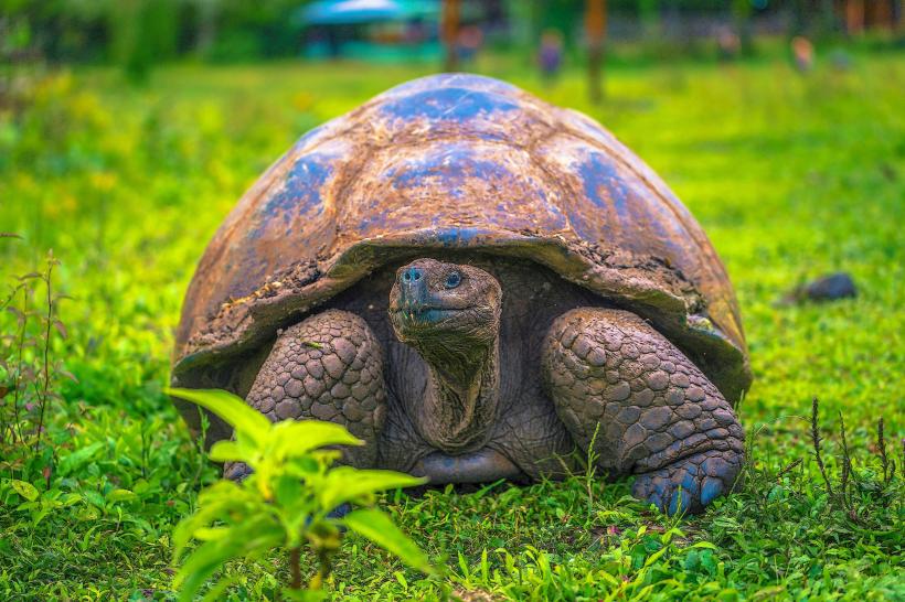 Galapagos Giant Tortoise Reserve