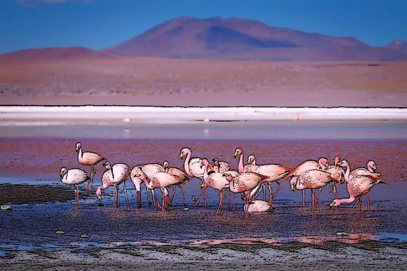 Reserva Nacional Los Flamencos