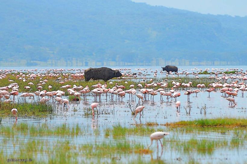 Lake Nakuru National Park