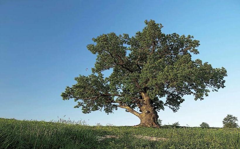Alte Eiche Oak Tree