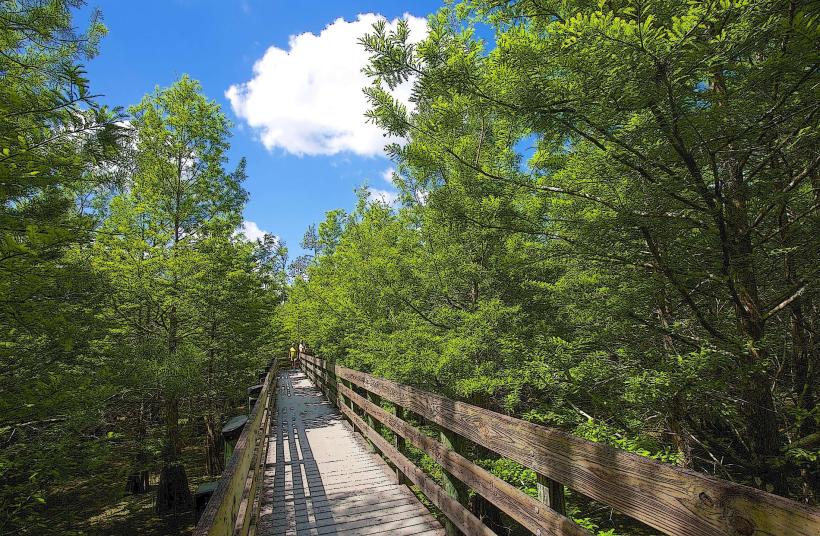 Six Mile Cypress Slough Preserve
