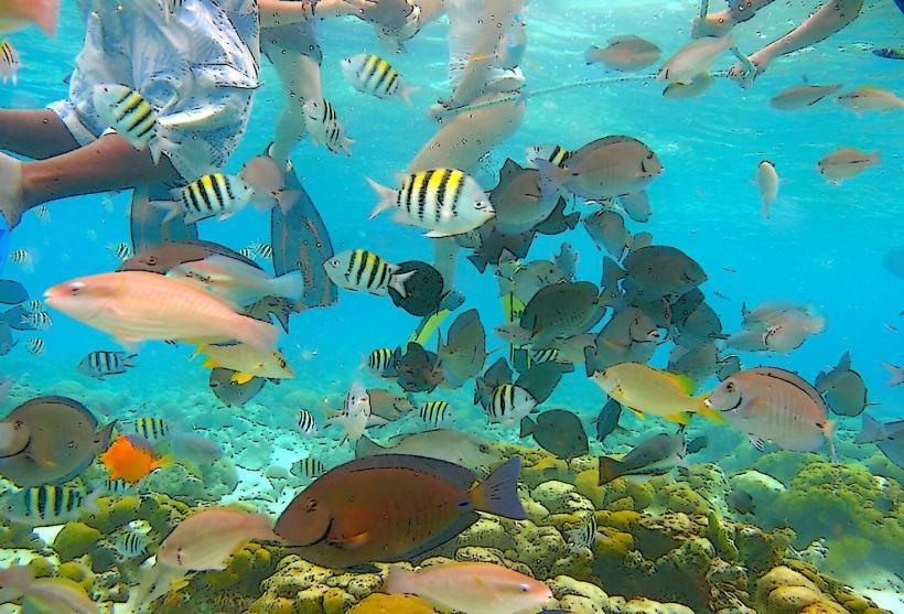 Acuario de San Andrés