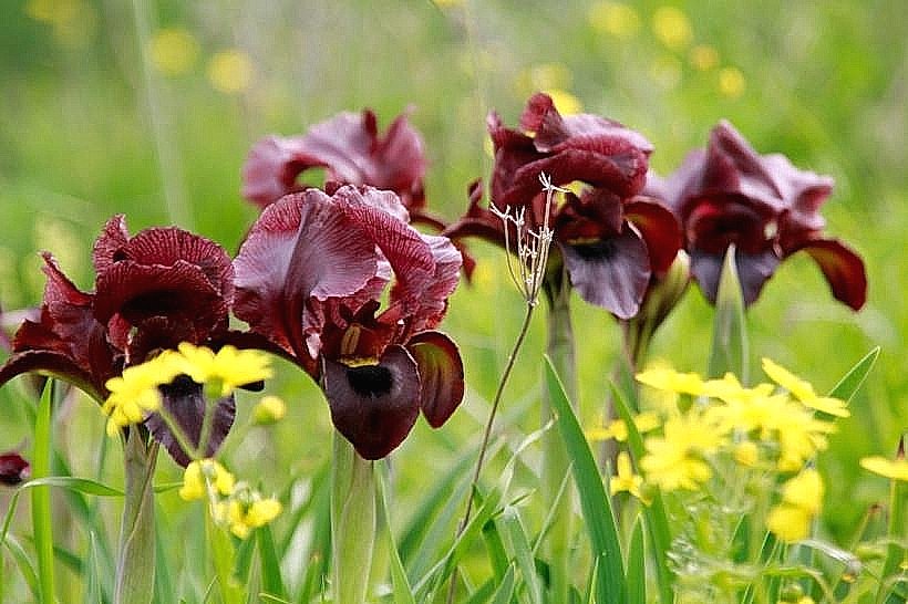 Iris Reserve