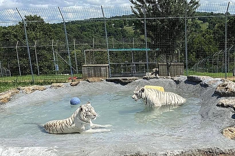 Turpentine Creek Wildlife Refuge