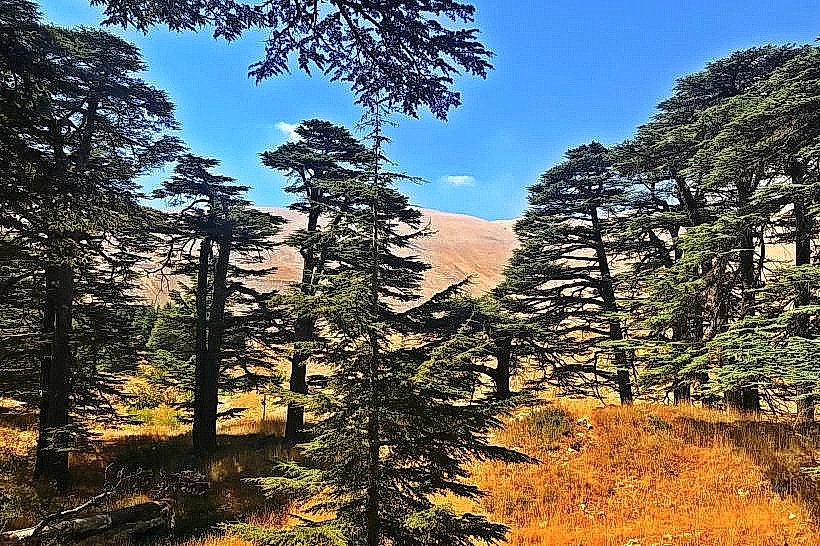 Cedars of God (Arz el-Rab)