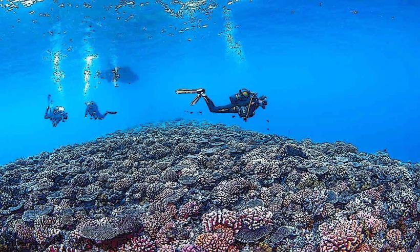 Rangiroa Coral Garden