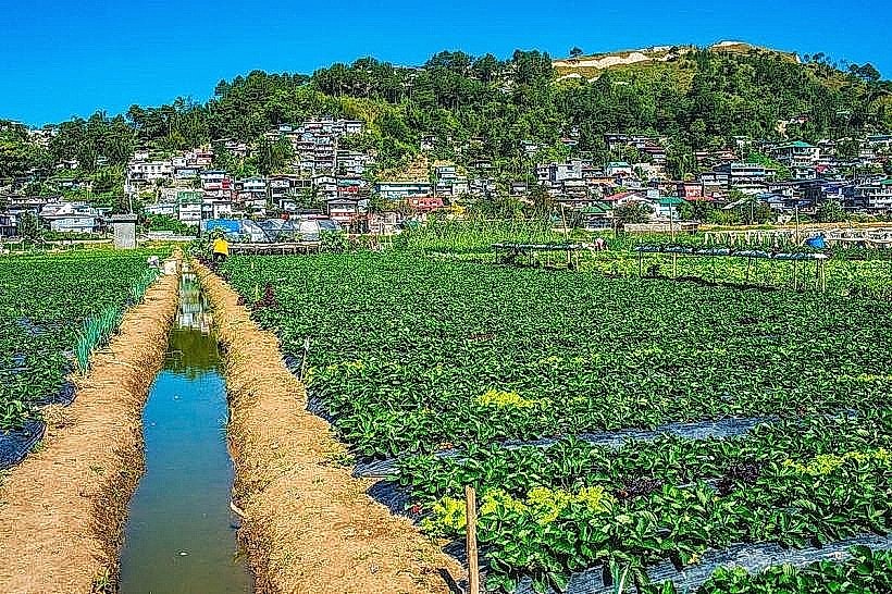 La Trinidad Strawberry Farm