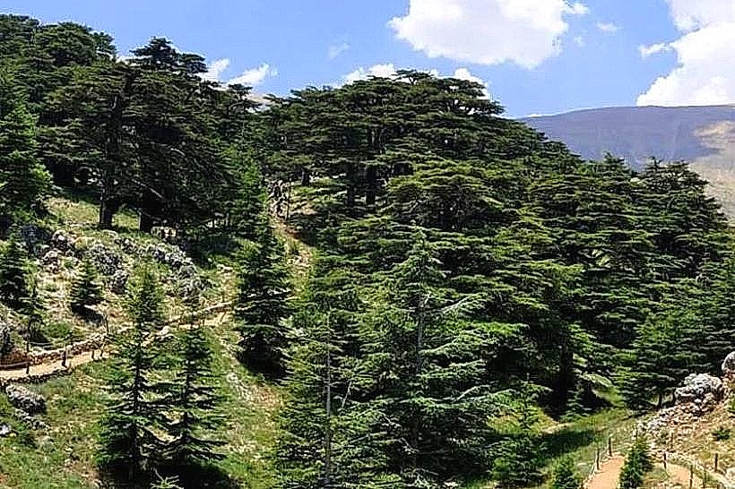 Ain Zhalta Cedars