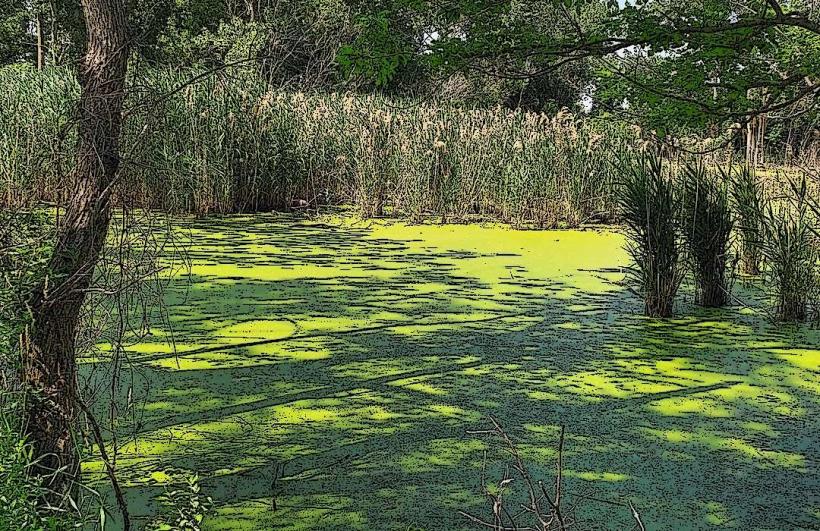 Pipe Creek Wildlife Area