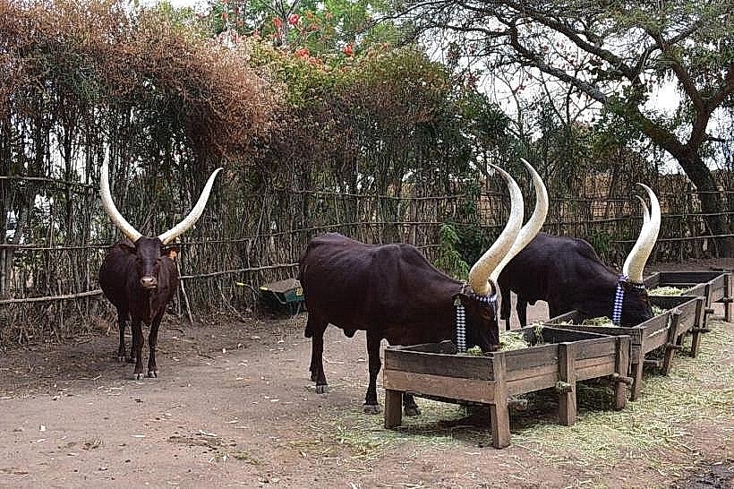 Inyambo Cows Heritage