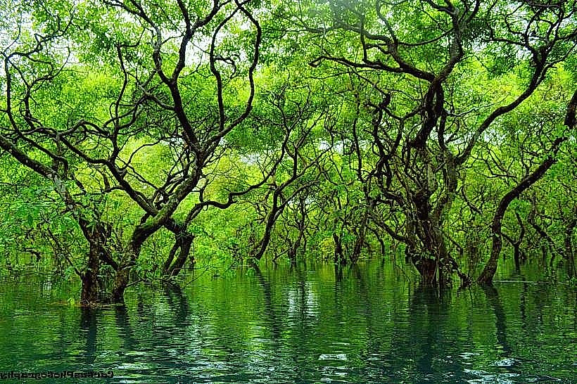 Ratargul Swamp Forest
