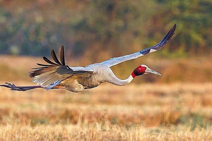 Lumbini Crane Sanctuary