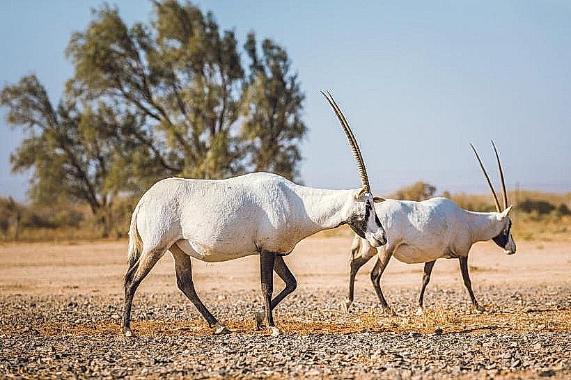 Shaumari Wildlife Reserve