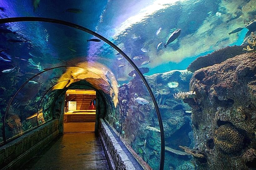 Shark Reef Aquarium