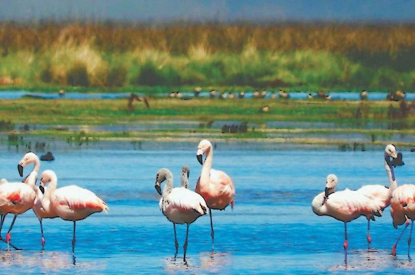 Junín National Reserve (Reserva Nacional Junín)