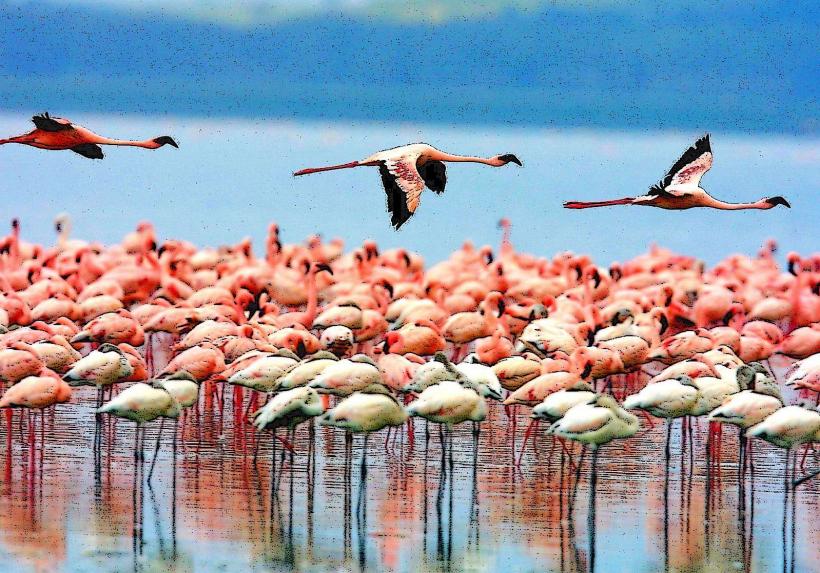 Lake Manyara National Park