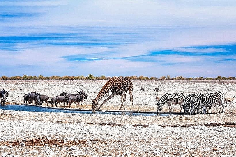 Rare Breed Sanctuary