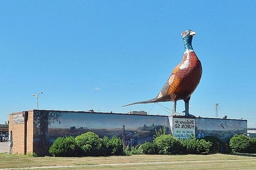 World’s Largest Pheasant