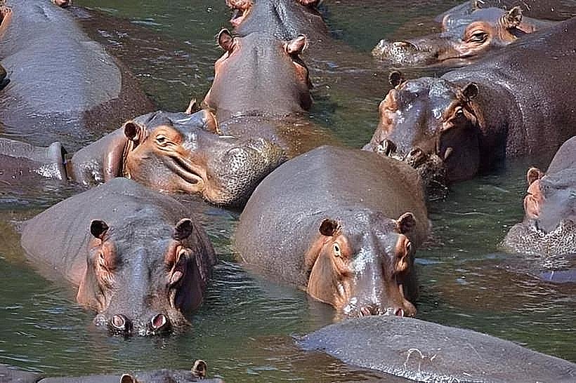 Wechiau Hippo Sanctuary