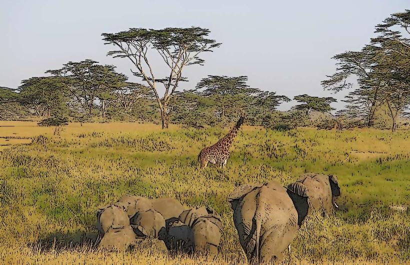 Boni National Reserve