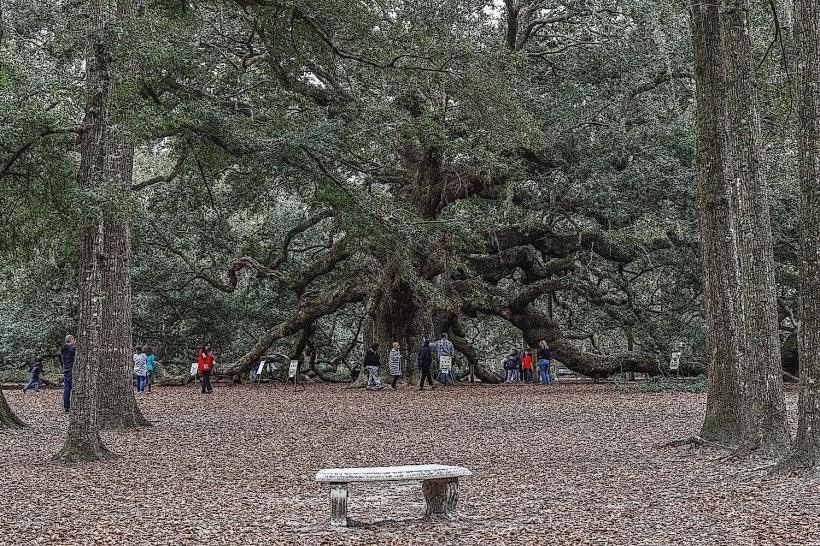 Angel Oak Park