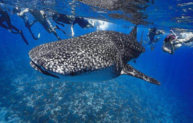 Whale Shark Reef