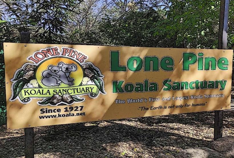Lone Pine Koala Sanctuary