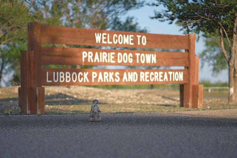 Prairie Dog Town