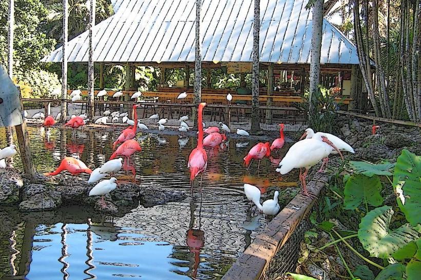 Flamingo Gardens