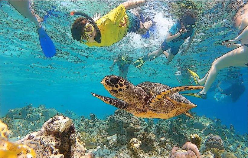 Maldives Turtle Reef