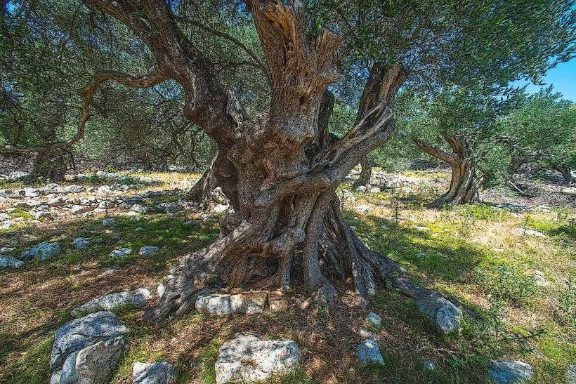 Olive Gardens of Lun