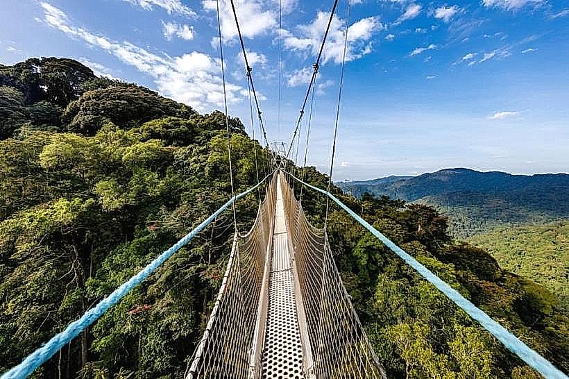 Canopy Walkway