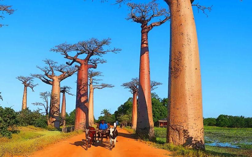 Avenue of the Baobabs
