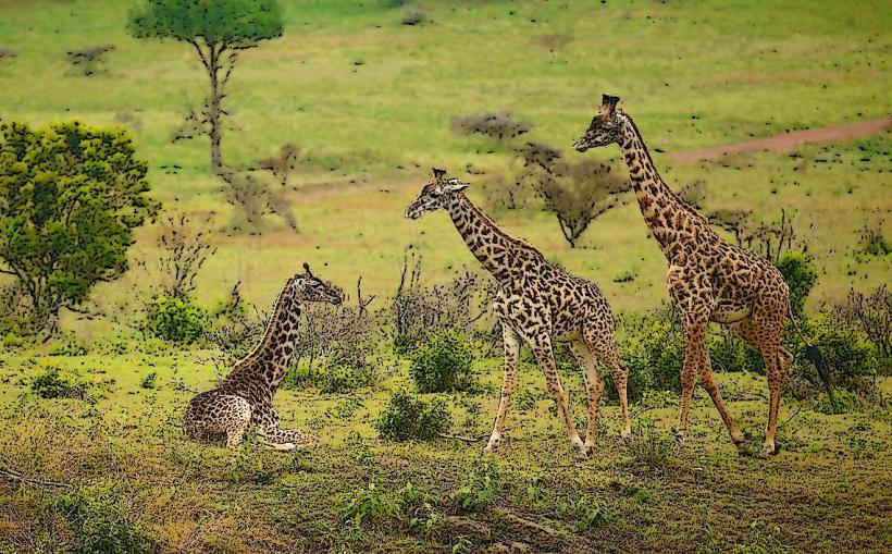 Arusha National Park