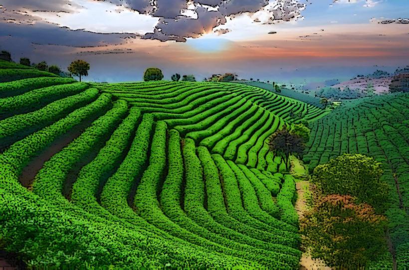 Longjing Tea Plantations